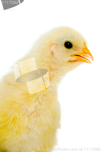 Image of Chicken