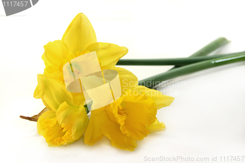 Image of Daffodil