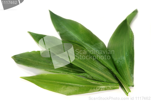 Image of Wild garlic