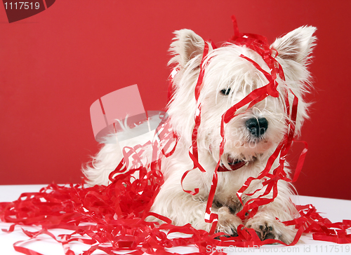 Image of White puppy