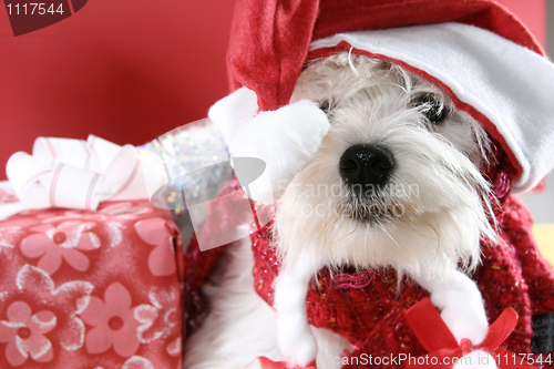 Image of White puppy