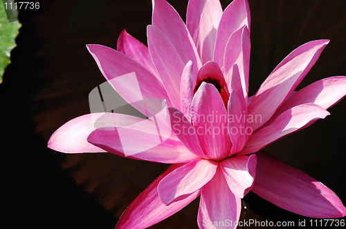 Image of Blooming lotus