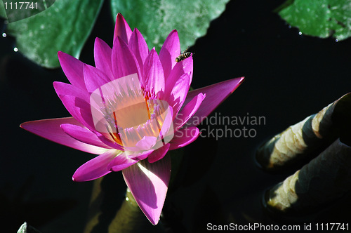 Image of Blooming lotus