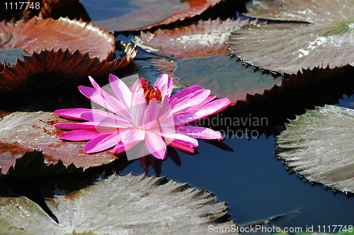 Image of Blooming lotus