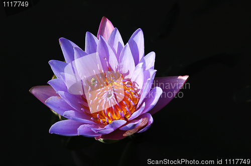 Image of Blooming lotus