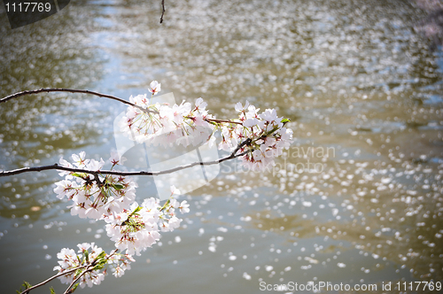 Image of Cherry blossom above water