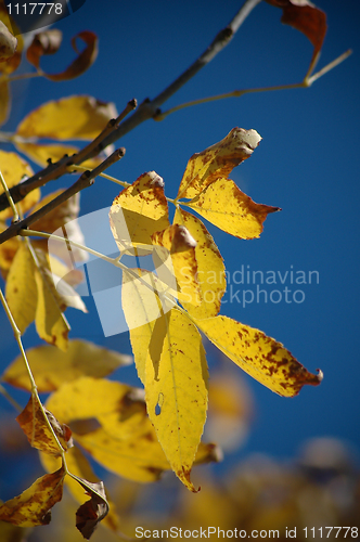 Image of Leafs in fall