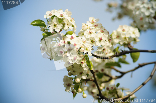 Image of Cherry flower