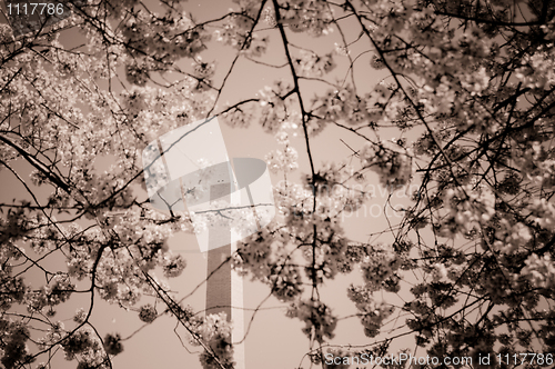 Image of Washington Monument framed by cherry blossom