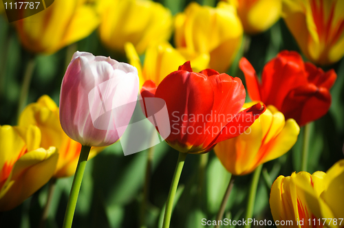 Image of Beautiful tulips