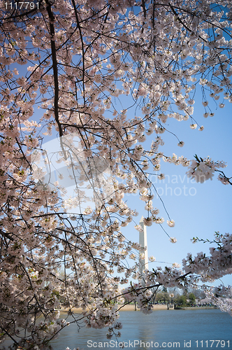 Image of Washington Monument framed by cherry blossom