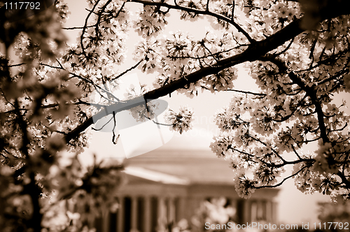 Image of Jefferson Memorial and cherry blossoms