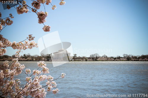 Image of Jefferson Memorial Cherry Blossoms