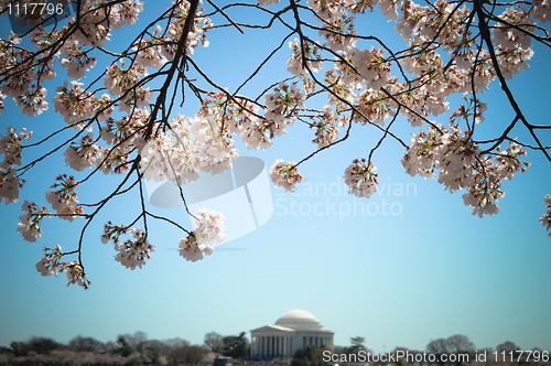 Image of Jefferson Memorial and cherry blossoms