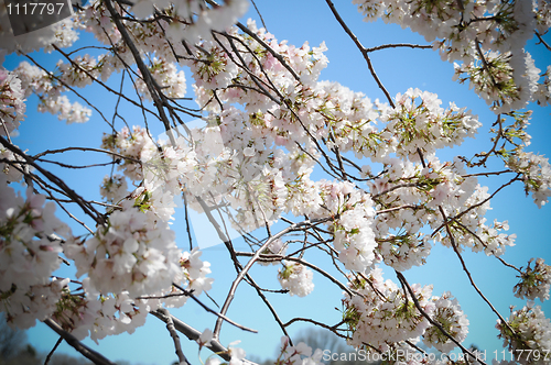 Image of Cherry Blossom