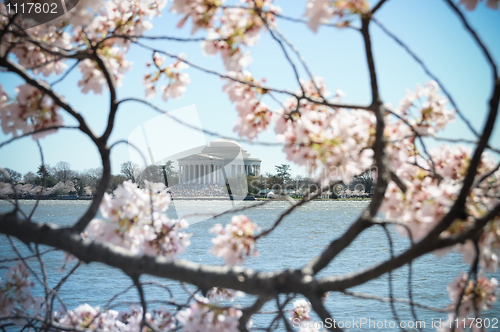 Image of Jefferson Memorial through Cherry Blossoms