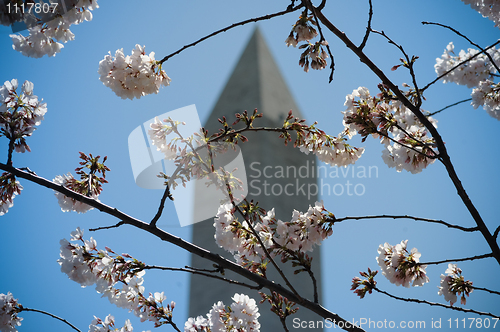 Image of Cherry blossom