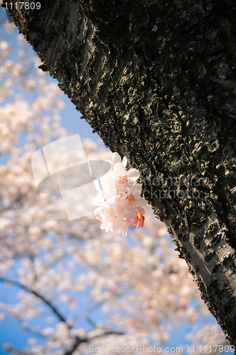 Image of Cherry Blossom tree