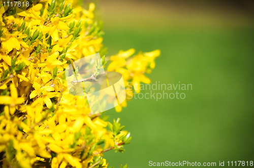 Image of Yellow Flower in a garden 