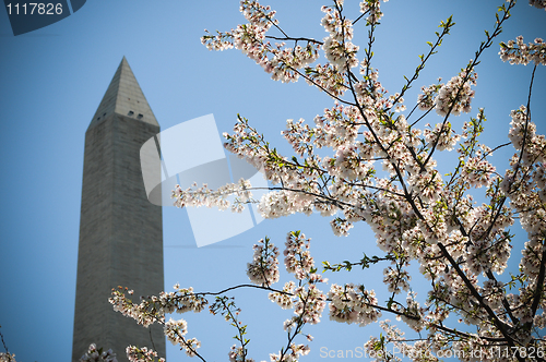 Image of Cherry blossom