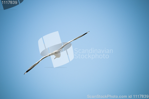 Image of Flying Bird
