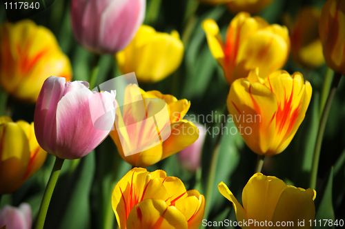 Image of Flower, Spring, Tulip, Backgrounds, Formal Garden, Flower Bed, Field, Nature, Multi Colored, Beauty, May, Red, Season, Beautiful, Beauty In Nature, Yellow, Red, Plant, Macro, Growth, Blossom, Leaf, Su