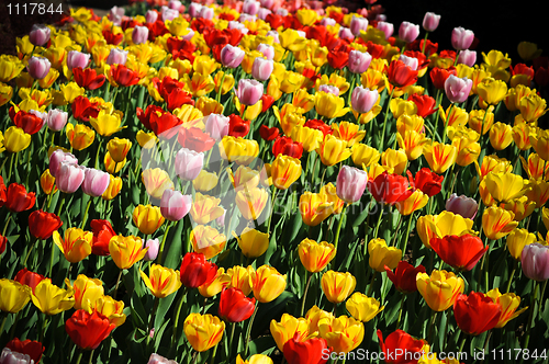 Image of Beautiful tulips