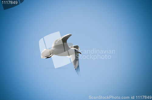Image of Flying Bird