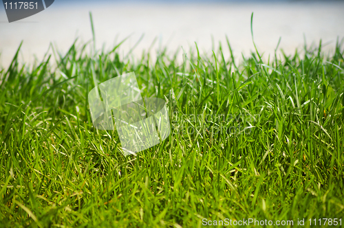 Image of Grass background