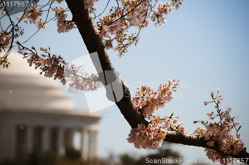 Image of Jefferson memorial