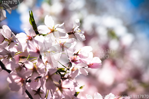 Image of Cherry Blossom