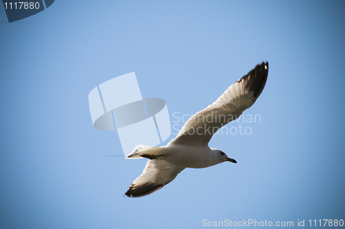 Image of Flying Bird