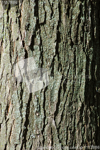 Image of Tree Bark