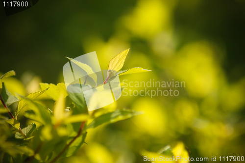 Image of Fresh And Green Leaves 