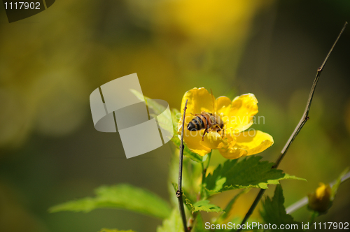 Image of Honey bee on a flower 