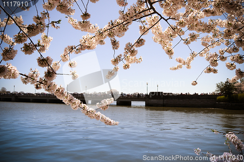 Image of Cherry Blossom over Potomac river