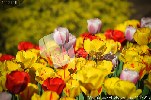 Image of Beautiful tulips