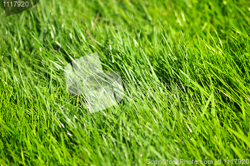 Image of Fresh grass