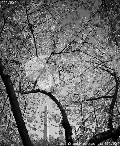 Image of Washington Monument framed by cherry blossom