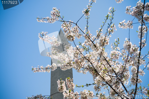 Image of Cherry blossom
