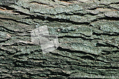 Image of Tree Bark