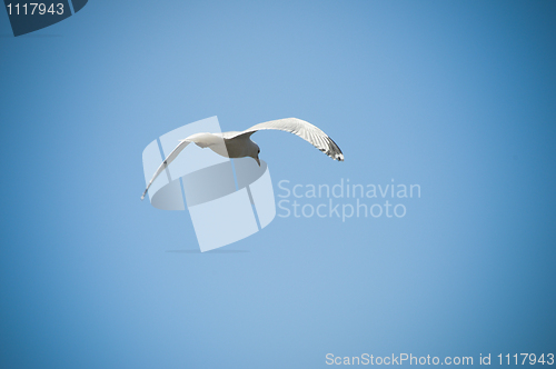 Image of Flying Bird