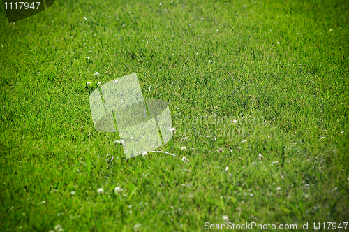 Image of Green grass