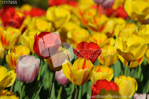 Image of Beautiful tulips