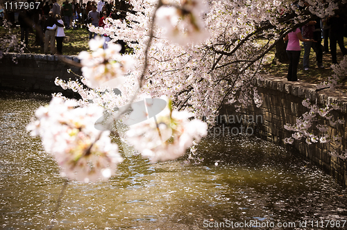 Image of Cherry Blossom by Potomac river