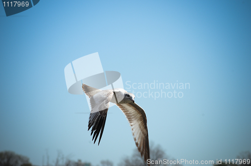 Image of Flying Bird