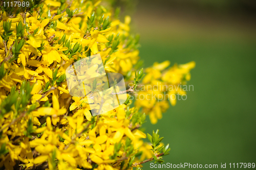 Image of Yellow Flower in a garden 