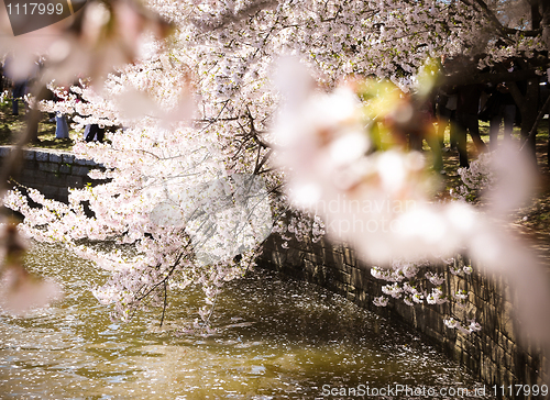 Image of Cherry Blossom by Potomac river