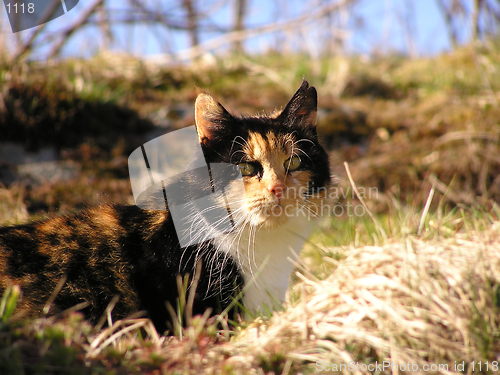 Image of Norwegian Forest Cat