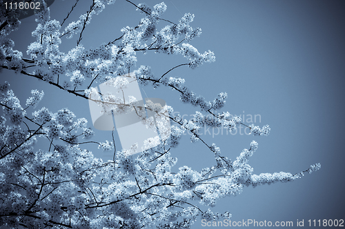 Image of Cherry Blossom